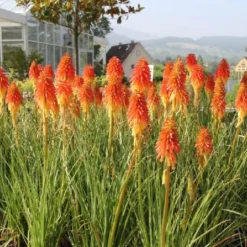 Leuchtfeuer (Farbpower Für Den Garten) -Gartenpflanzen Verkaufsladen 2001000 Leuchtfeuer Farbpower 20fuer 20den 20Garten 14