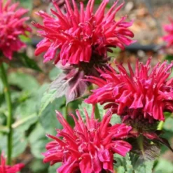 Leuchtfeuer (Farbpower Für Den Garten) -Gartenpflanzen Verkaufsladen 2001000 Leuchtfeuer Farbpower 20fuer 20den 20Garten 16