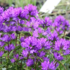 Leuchtfeuer (Farbpower Für Den Garten) -Gartenpflanzen Verkaufsladen 2001000 Leuchtfeuer Farbpower 20fuer 20den 20Garten 8