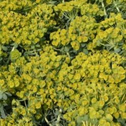 Leuchtfeuer (Farbpower Für Den Garten) -Gartenpflanzen Verkaufsladen 2001000 Leuchtfeuer Farbpower 20fuer 20den 20Garten 9