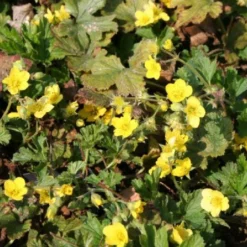 Robuste Alleskönner (Problemlösung Für Den Trockenen Schatten) -Gartenpflanzen Verkaufsladen 2001001 Robuste 20Alleskoenner Problemloesung 20fuer 20den 20trockenen 20Schatten 11