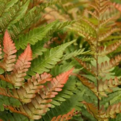 Robuste Alleskönner (Problemlösung Für Den Trockenen Schatten) -Gartenpflanzen Verkaufsladen 2001001 Robuste 20Alleskoenner Problemloesung 20fuer 20den 20trockenen 20Schatten 7