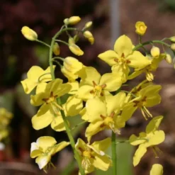 Robuste Alleskönner (Problemlösung Für Den Trockenen Schatten) -Gartenpflanzen Verkaufsladen 2001001 Robuste 20Alleskoenner Problemloesung 20fuer 20den 20trockenen 20Schatten 8