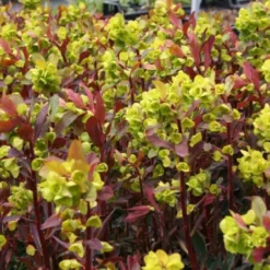 Robuste Alleskönner (Problemlösung Für Den Trockenen Schatten) -Gartenpflanzen Verkaufsladen 2001001 Robuste 20Alleskoenner Problemloesung 20fuer 20den 20trockenen 20Schatten 9