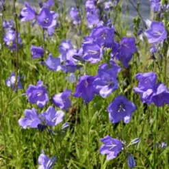 Ländlicher Zauber (Der Charme Alter Bauerngärten) -Gartenpflanzen Verkaufsladen 2001007 Laendlicher 20Zauber Der 20Charme 20alter 20Bauerngaerten 10
