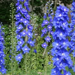 Ländlicher Zauber (Der Charme Alter Bauerngärten) -Gartenpflanzen Verkaufsladen 2001007 Laendlicher 20Zauber Der 20Charme 20alter 20Bauerngaerten 11