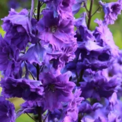 Ländlicher Zauber (Der Charme Alter Bauerngärten) -Gartenpflanzen Verkaufsladen 2001007 Laendlicher 20Zauber Der 20Charme 20alter 20Bauerngaerten 12