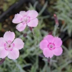 Ländlicher Zauber (Der Charme Alter Bauerngärten) -Gartenpflanzen Verkaufsladen 2001007 Laendlicher 20Zauber Der 20Charme 20alter 20Bauerngaerten 13