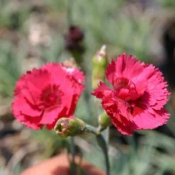 Ländlicher Zauber (Der Charme Alter Bauerngärten) -Gartenpflanzen Verkaufsladen 2001007 Laendlicher 20Zauber Der 20Charme 20alter 20Bauerngaerten 14