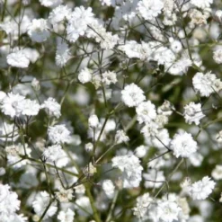 Ländlicher Zauber (Der Charme Alter Bauerngärten) -Gartenpflanzen Verkaufsladen 2001007 Laendlicher 20Zauber Der 20Charme 20alter 20Bauerngaerten 17