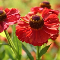 Ländlicher Zauber (Der Charme Alter Bauerngärten) -Gartenpflanzen Verkaufsladen 2001007 Laendlicher 20Zauber Der 20Charme 20alter 20Bauerngaerten 18