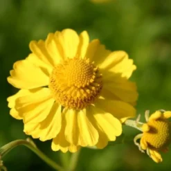 Ländlicher Zauber (Der Charme Alter Bauerngärten) -Gartenpflanzen Verkaufsladen 2001007 Laendlicher 20Zauber Der 20Charme 20alter 20Bauerngaerten 19
