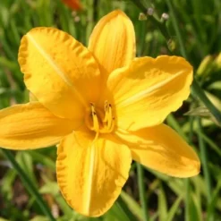 Ländlicher Zauber (Der Charme Alter Bauerngärten) -Gartenpflanzen Verkaufsladen 2001007 Laendlicher 20Zauber Der 20Charme 20alter 20Bauerngaerten 20