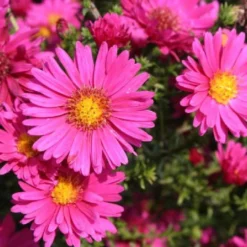 Ländlicher Zauber (Der Charme Alter Bauerngärten) -Gartenpflanzen Verkaufsladen 2001007 Laendlicher 20Zauber Der 20Charme 20alter 20Bauerngaerten 3