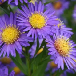 Ländlicher Zauber (Der Charme Alter Bauerngärten) -Gartenpflanzen Verkaufsladen 2001007 Laendlicher 20Zauber Der 20Charme 20alter 20Bauerngaerten 4