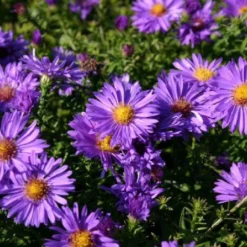 Ländlicher Zauber (Der Charme Alter Bauerngärten) -Gartenpflanzen Verkaufsladen 2001007 Laendlicher 20Zauber Der 20Charme 20alter 20Bauerngaerten 5