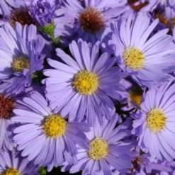 Ländlicher Zauber (Der Charme Alter Bauerngärten) -Gartenpflanzen Verkaufsladen 2001007 Laendlicher 20Zauber Der 20Charme 20alter 20Bauerngaerten 6