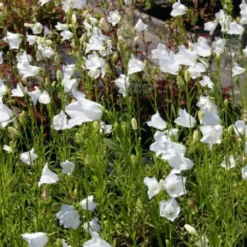 Ländlicher Zauber (Der Charme Alter Bauerngärten) -Gartenpflanzen Verkaufsladen 2001007 Laendlicher 20Zauber Der 20Charme 20alter 20Bauerngaerten 9