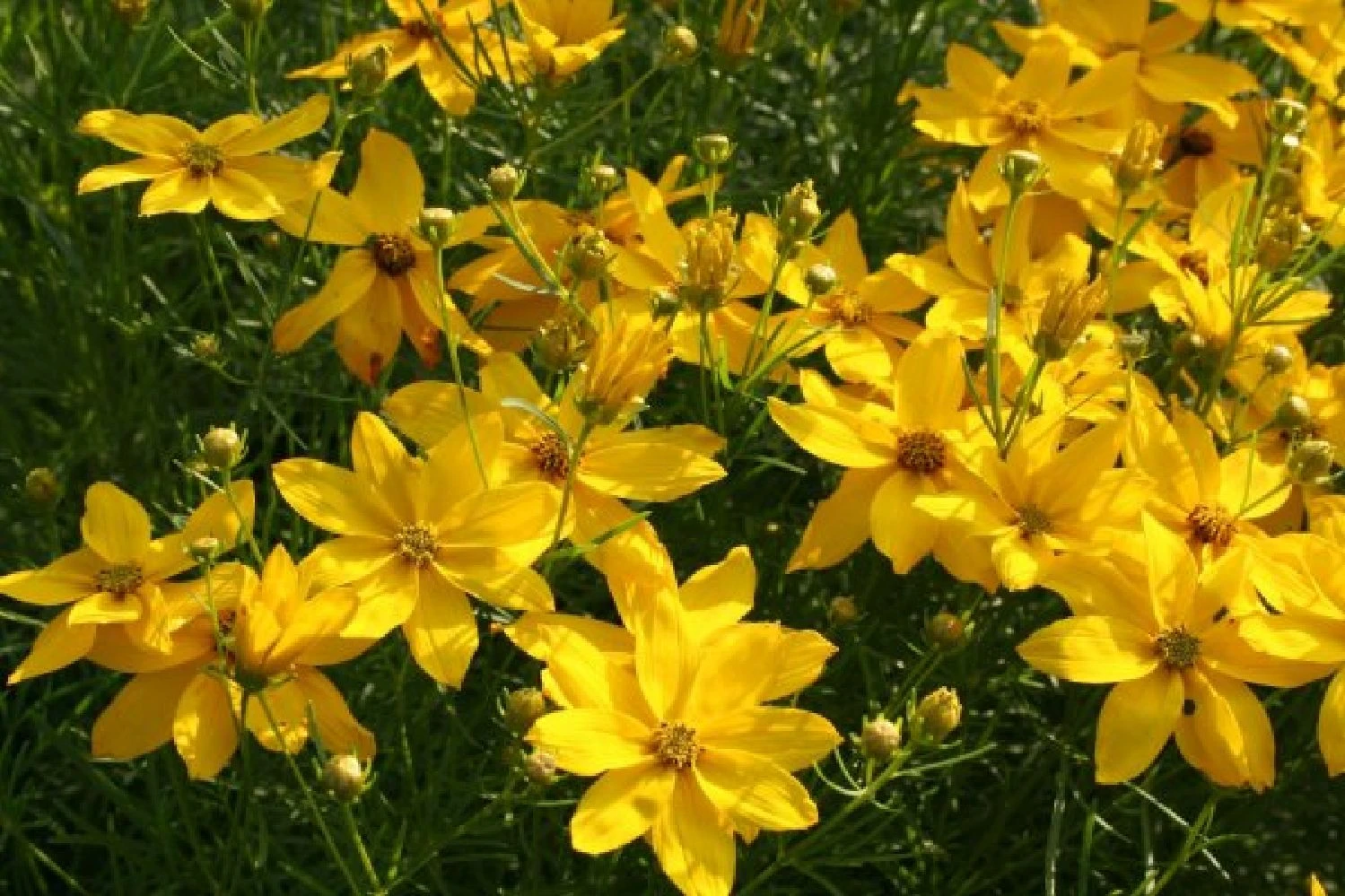 Dauerblüher (Perfektion In Form Und Farbe) 12 Dauerblüher (Perfektion In Form Und Farbe) – Bild 10