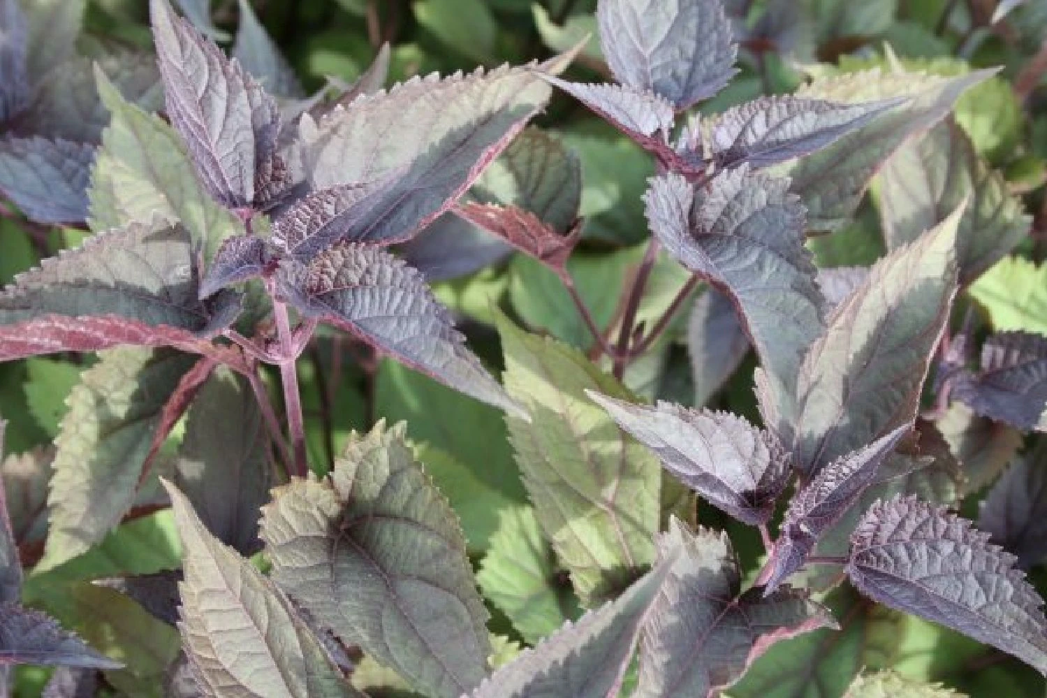 Dauerblüher (Perfektion In Form Und Farbe) 13 Dauerblüher (Perfektion In Form Und Farbe) – Bild 11