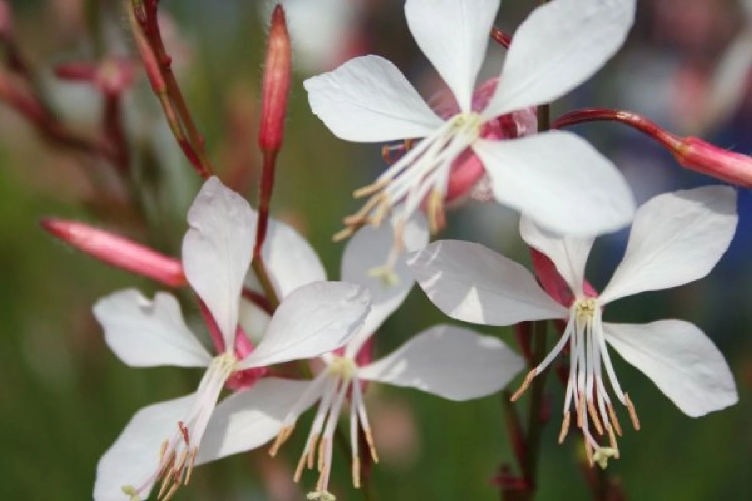 Dauerblüher (Perfektion In Form Und Farbe) 15 Dauerblüher (Perfektion In Form Und Farbe) – Bild 13