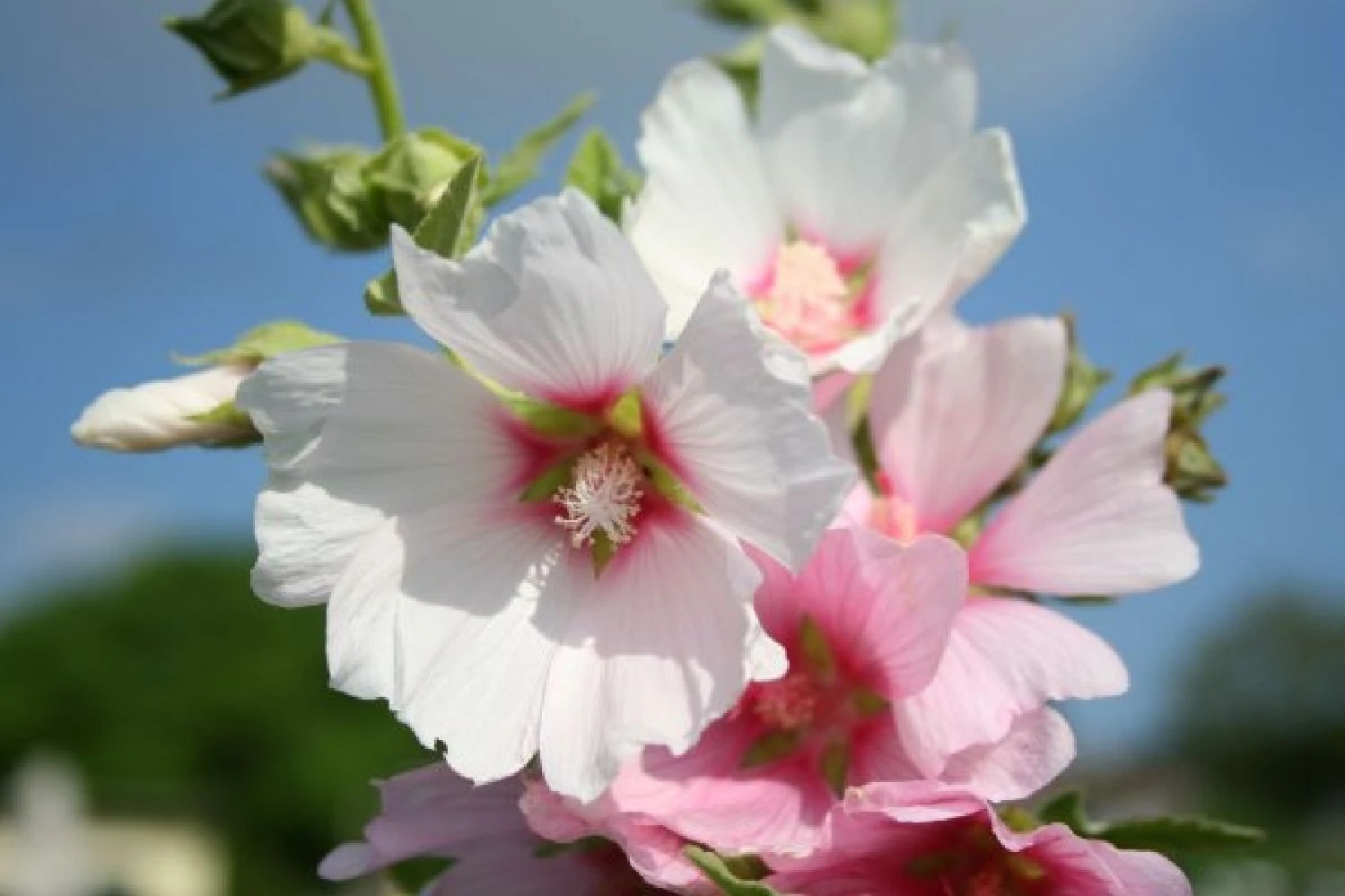 Dauerblüher (Perfektion In Form Und Farbe) 16 Dauerblüher (Perfektion In Form Und Farbe) – Bild 14