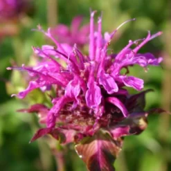 Dauerblüher (Perfektion In Form Und Farbe) 36 Dauerblüher (Perfektion In Form Und Farbe) -Gartenpflanzen Verkaufsladen 2001009 Dauerblueher Perfektion 20in 20Form 20und 20Farbe 15