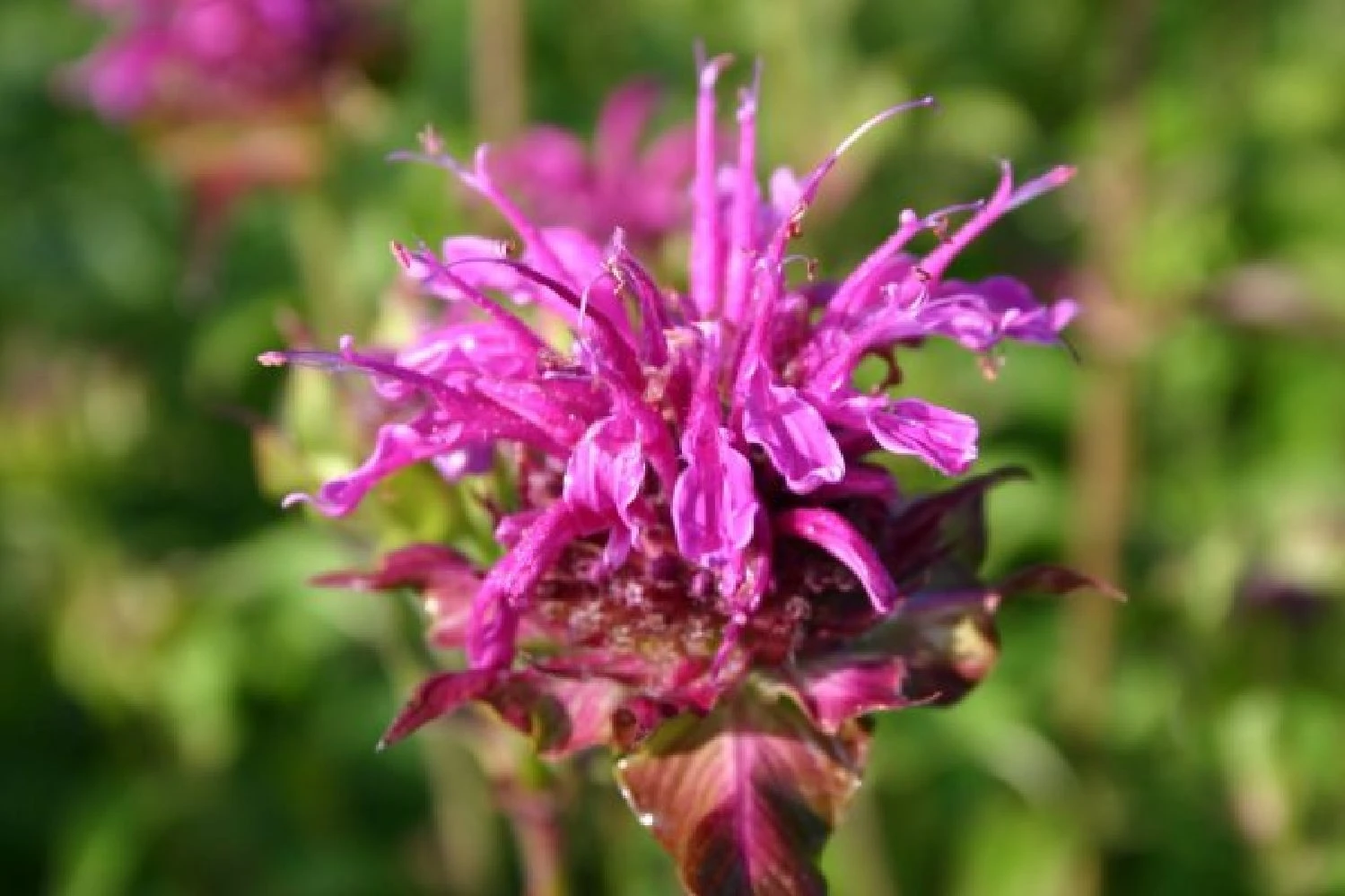 Dauerblüher (Perfektion In Form Und Farbe) 17 Dauerblüher (Perfektion In Form Und Farbe) – Bild 15