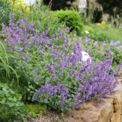 Dauerblüher (Perfektion In Form Und Farbe) 37 Dauerblüher (Perfektion In Form Und Farbe) -Gartenpflanzen Verkaufsladen 2001009 Dauerblueher Perfektion 20in 20Form 20und 20Farbe 16