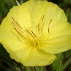 Dauerblüher (Perfektion In Form Und Farbe) 38 Dauerblüher (Perfektion In Form Und Farbe) -Gartenpflanzen Verkaufsladen 2001009 Dauerblueher Perfektion 20in 20Form 20und 20Farbe 17