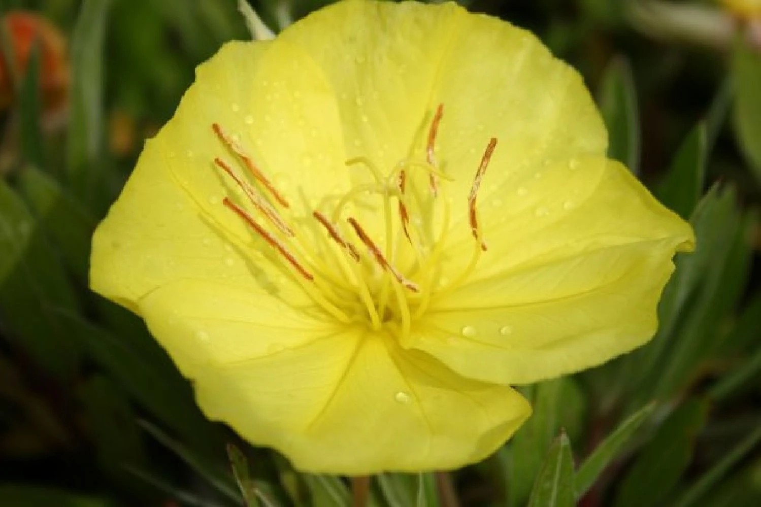 Dauerblüher (Perfektion In Form Und Farbe) 19 Dauerblüher (Perfektion In Form Und Farbe) – Bild 17