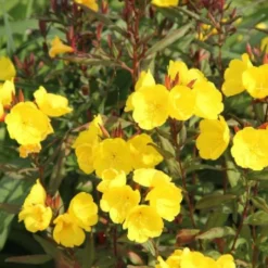 Dauerblüher (Perfektion In Form Und Farbe) 39 Dauerblüher (Perfektion In Form Und Farbe) -Gartenpflanzen Verkaufsladen 2001009 Dauerblueher Perfektion 20in 20Form 20und 20Farbe 18