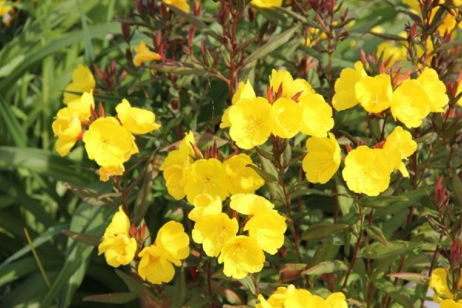 Dauerblüher (Perfektion In Form Und Farbe) 20 Dauerblüher (Perfektion In Form Und Farbe) – Bild 18