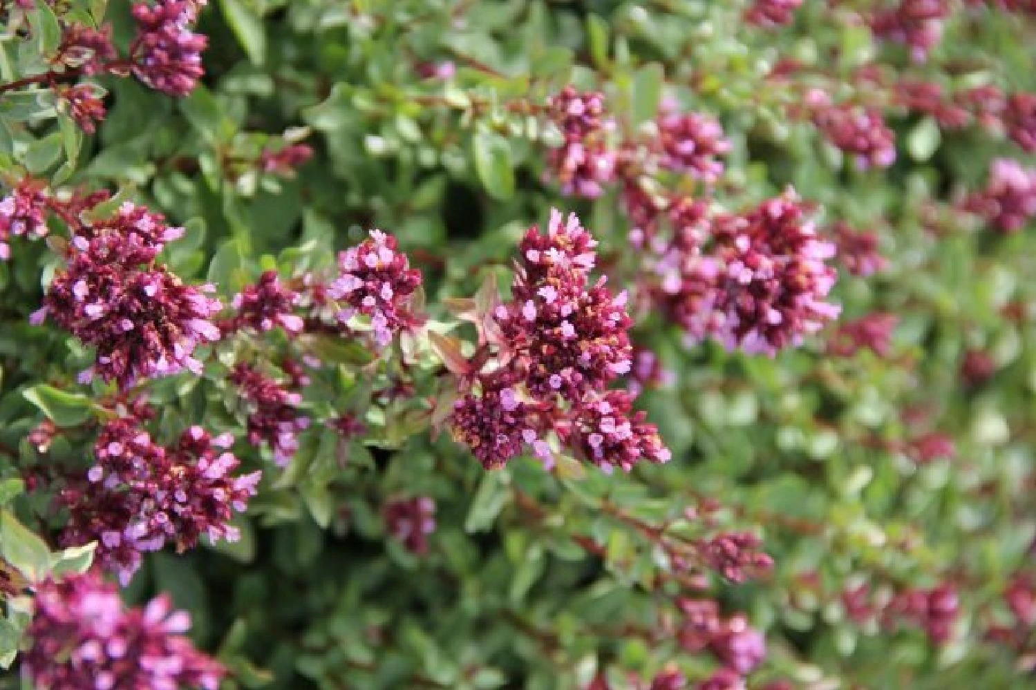 Dauerblüher (Perfektion In Form Und Farbe) 21 Dauerblüher (Perfektion In Form Und Farbe) – Bild 19