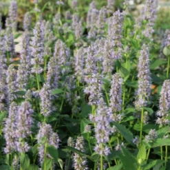 Dauerblüher (Perfektion In Form Und Farbe) 26 Dauerblüher (Perfektion In Form Und Farbe) -Gartenpflanzen Verkaufsladen 2001009 Dauerblueher Perfektion 20in 20Form 20und 20Farbe 5