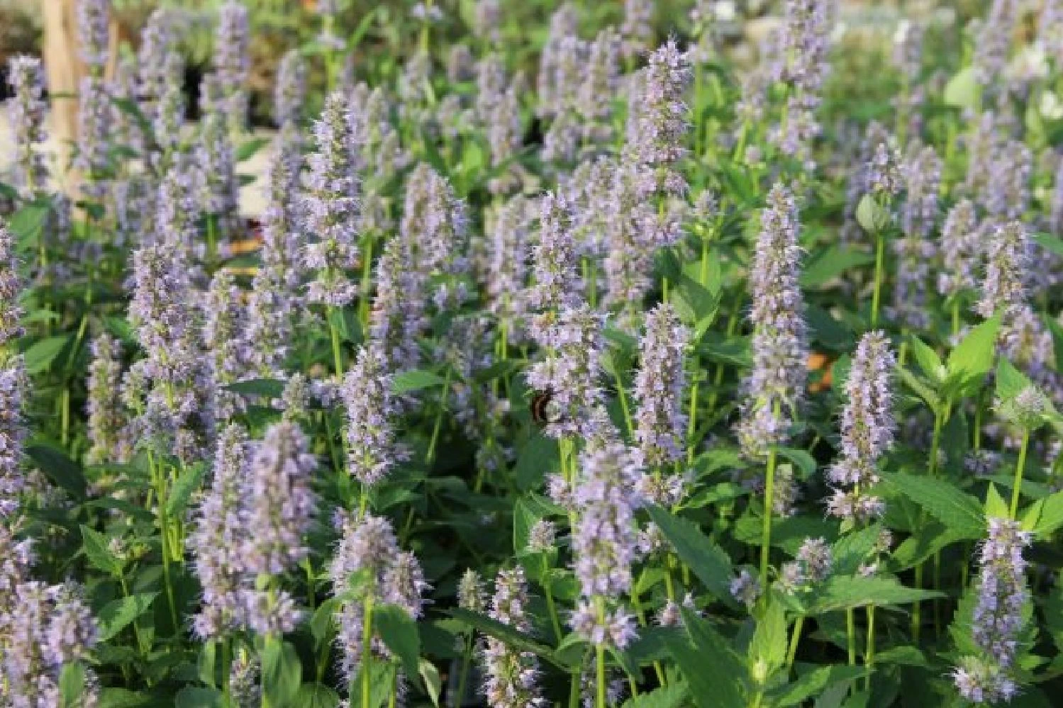 Dauerblüher (Perfektion In Form Und Farbe) 7 Dauerblüher (Perfektion In Form Und Farbe) – Bild 5