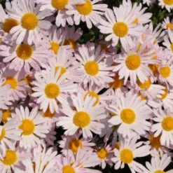 Dauerblüher (Perfektion In Form Und Farbe) 27 Dauerblüher (Perfektion In Form Und Farbe) -Gartenpflanzen Verkaufsladen 2001009 Dauerblueher Perfektion 20in 20Form 20und 20Farbe 6