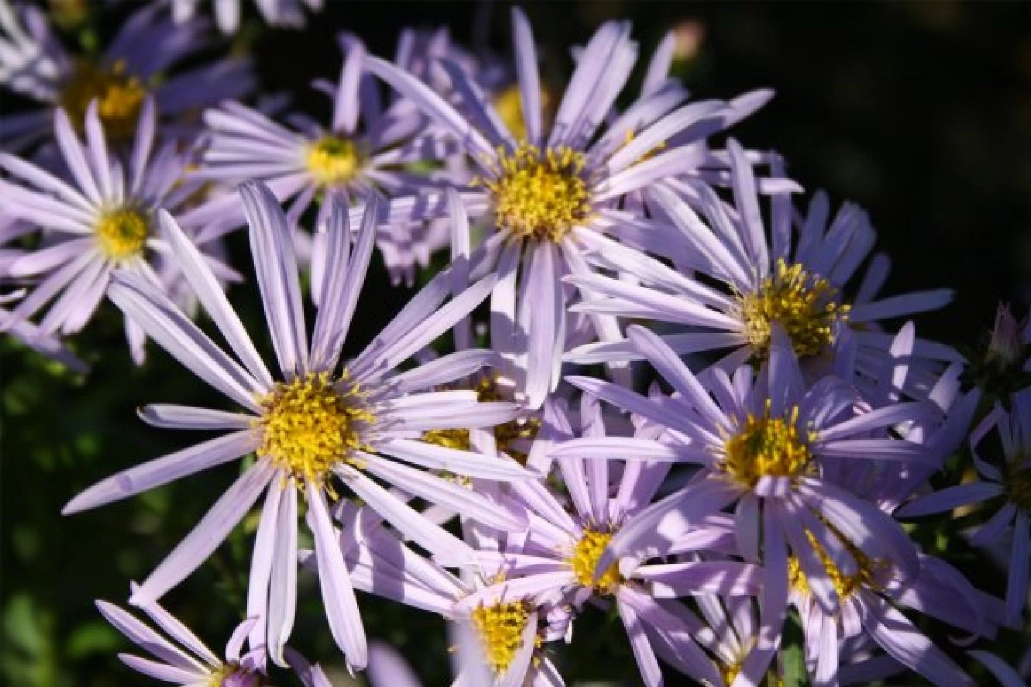 Dauerblüher (Perfektion In Form Und Farbe) 9 Dauerblüher (Perfektion In Form Und Farbe) – Bild 7