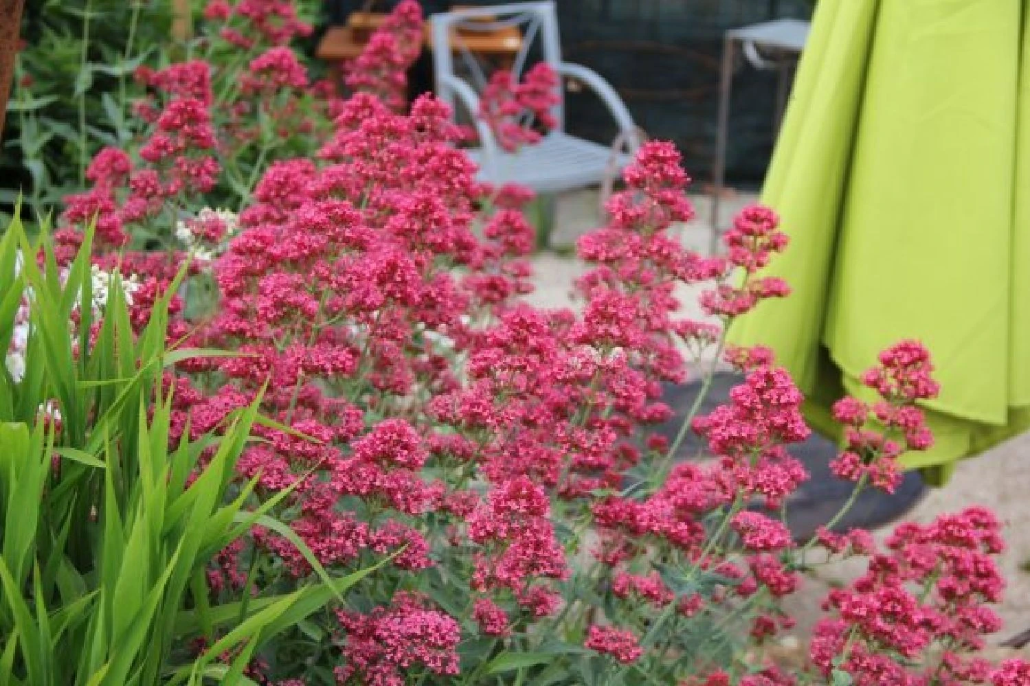 Dauerblüher (Perfektion In Form Und Farbe) 11 Dauerblüher (Perfektion In Form Und Farbe) – Bild 9