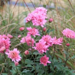 Pastellbeet (Ein Beet Zum Hineinkuscheln) -Gartenpflanzen Verkaufsladen 2001010 Pastellbeet Ein 20Beet 20zum 20Hineinkuscheln 10