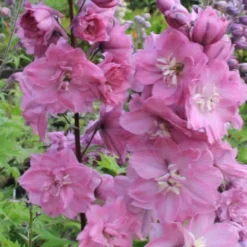 Pastellbeet (Ein Beet Zum Hineinkuscheln) -Gartenpflanzen Verkaufsladen 2001010 Pastellbeet Ein 20Beet 20zum 20Hineinkuscheln 12