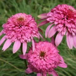 Pastellbeet (Ein Beet Zum Hineinkuscheln) -Gartenpflanzen Verkaufsladen 2001010 Pastellbeet Ein 20Beet 20zum 20Hineinkuscheln 13