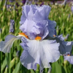 Pastellbeet (Ein Beet Zum Hineinkuscheln) -Gartenpflanzen Verkaufsladen 2001010 Pastellbeet Ein 20Beet 20zum 20Hineinkuscheln 19