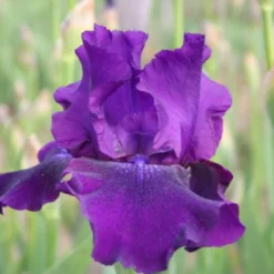 Pastellbeet (Ein Beet Zum Hineinkuscheln) -Gartenpflanzen Verkaufsladen 2001010 Pastellbeet Ein 20Beet 20zum 20Hineinkuscheln 20