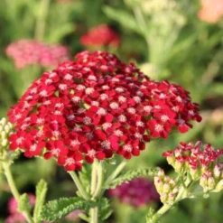 Pastellbeet (Ein Beet Zum Hineinkuscheln) -Gartenpflanzen Verkaufsladen 2001010 Pastellbeet Ein 20Beet 20zum 20Hineinkuscheln 3