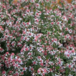Pastellbeet (Ein Beet Zum Hineinkuscheln) -Gartenpflanzen Verkaufsladen 2001010 Pastellbeet Ein 20Beet 20zum 20Hineinkuscheln 5