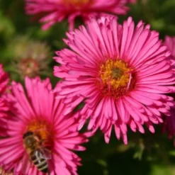 Pastellbeet (Ein Beet Zum Hineinkuscheln) -Gartenpflanzen Verkaufsladen 2001010 Pastellbeet Ein 20Beet 20zum 20Hineinkuscheln 6