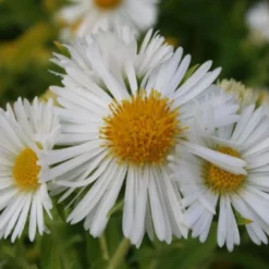 Pastellbeet (Ein Beet Zum Hineinkuscheln) -Gartenpflanzen Verkaufsladen 2001010 Pastellbeet Ein 20Beet 20zum 20Hineinkuscheln 7