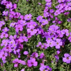 Pastellbeet (Ein Beet Zum Hineinkuscheln) -Gartenpflanzen Verkaufsladen 2001010 Pastellbeet Ein 20Beet 20zum 20Hineinkuscheln 9