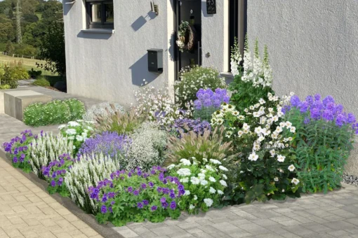 Blaue Welle (Das Klassisch-elegante Beet In Blau Und Weiß) -Gartenpflanzen Verkaufsladen 2001011 Blaue 20Welle Das 20klassisch elegante 20Beet 20in 20Blau 20und 20Weiss 1